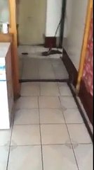 Mouse Chase Cat, changing world