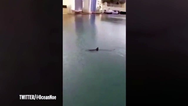 Gigantic shark swims close to the shore and stuns tourists in Spanish holiday hotspot