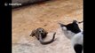 Three-way fight between a cat, snake and frog