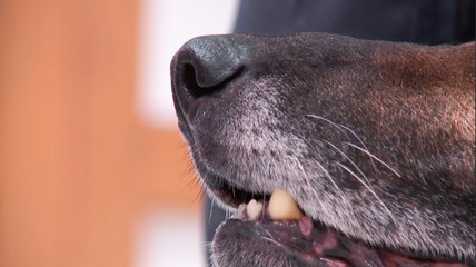 Les chiens policiers face à la science