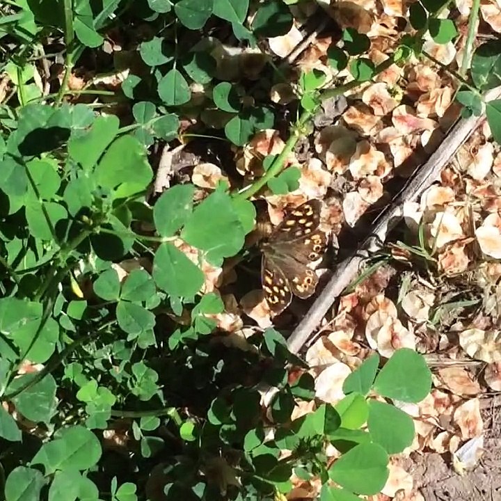 Papillon dans le midi