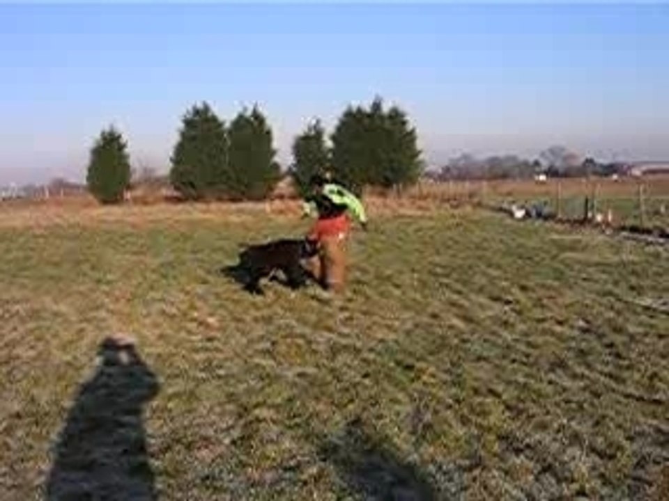 Bouvier des Flandres : Ercq de la Genesis