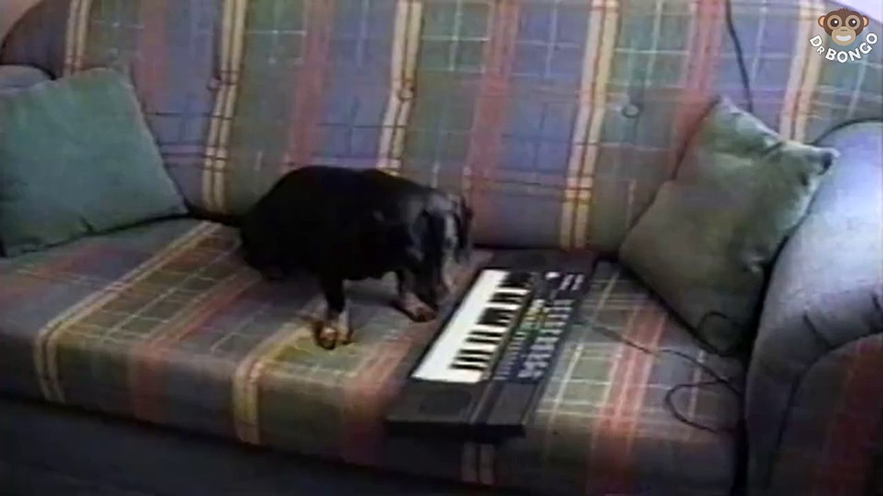 Very musical dog