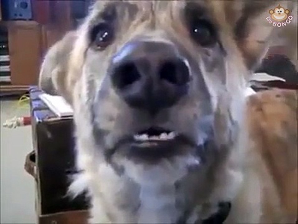 Very upset dog