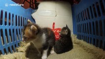 GoPro footage of tiny kittens cuddling up to a 'love you' cushion