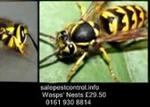 Sale, Altrincham and Urmston Pest Control Wasps' Nests £29 50