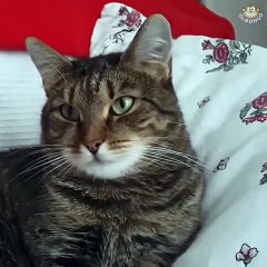 Cat can't deal with flower on her head