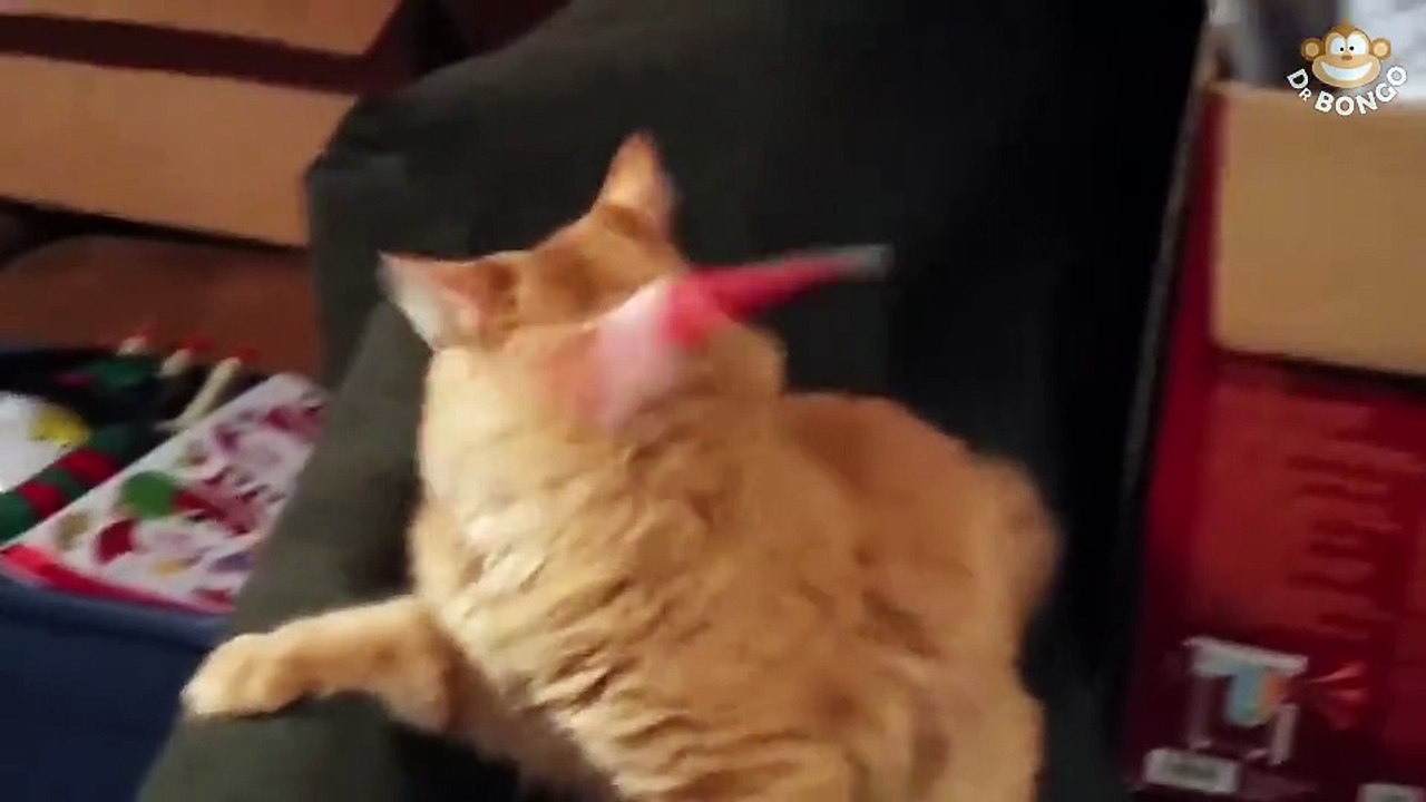 Cat can't handle Christmas hat