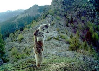 Bakan Eroğlu, Foto Kapana Yakalanan Boz Ayının Görüntüsünü Paylaştı