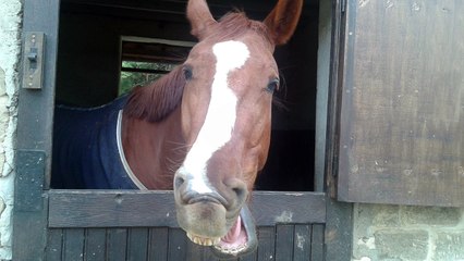leçon d'équitation