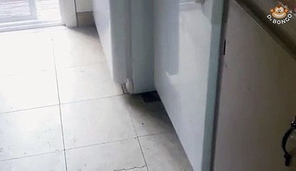 Cat gets scared by toaster