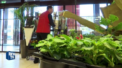 L'orchidée, la fleur la plus vendue en France