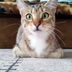 Un chat pétrifié de peur devant un film d'horreur