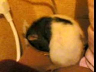 Comme quoi, c'est super propre un rat