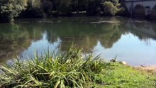 Un enfant sauve des chiots qui ont volontairement été balancé au fleuve