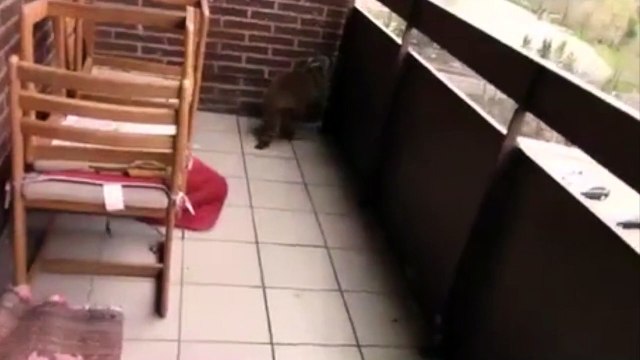 Un raton laveur se prend pour Spiderman en grimpant un immeuble de 10 étages