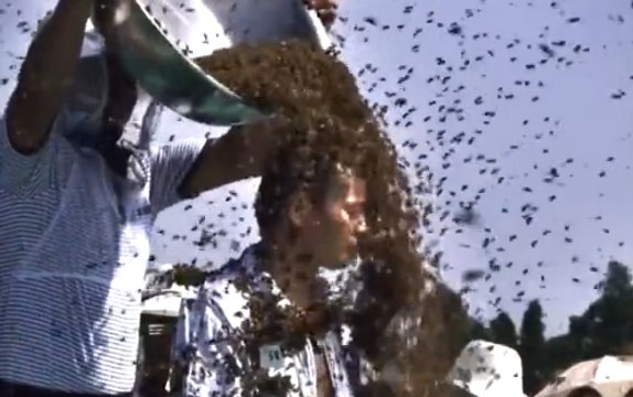 ΣΟΚ! Τινάζουν δεκάδες μελίσσια επάνω του, να δούν πόσο θα αντέξει. Το αποτέλεσμα κανείς δεν το περίμενε