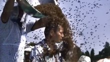 ΣΟΚ! Τινάζουν δεκάδες μελίσσια επάνω του, να δούν πόσο θα αντέξει. Το αποτέλεσμα κανείς δεν το περίμενε