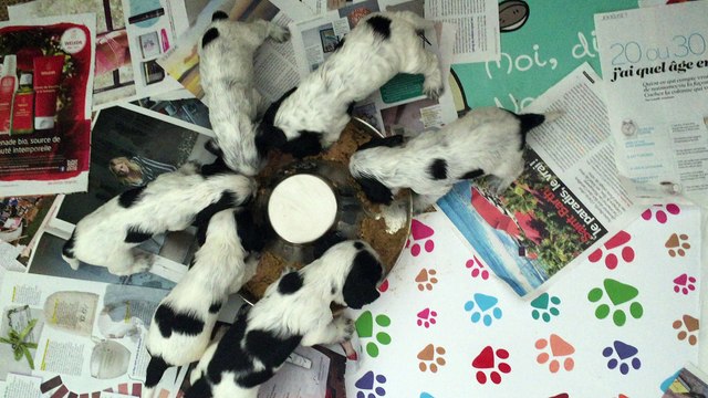 Sevrage chiots cockers anglais de 3 semaines