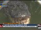 Man running from Lakeland police gets arm bitten off by gator