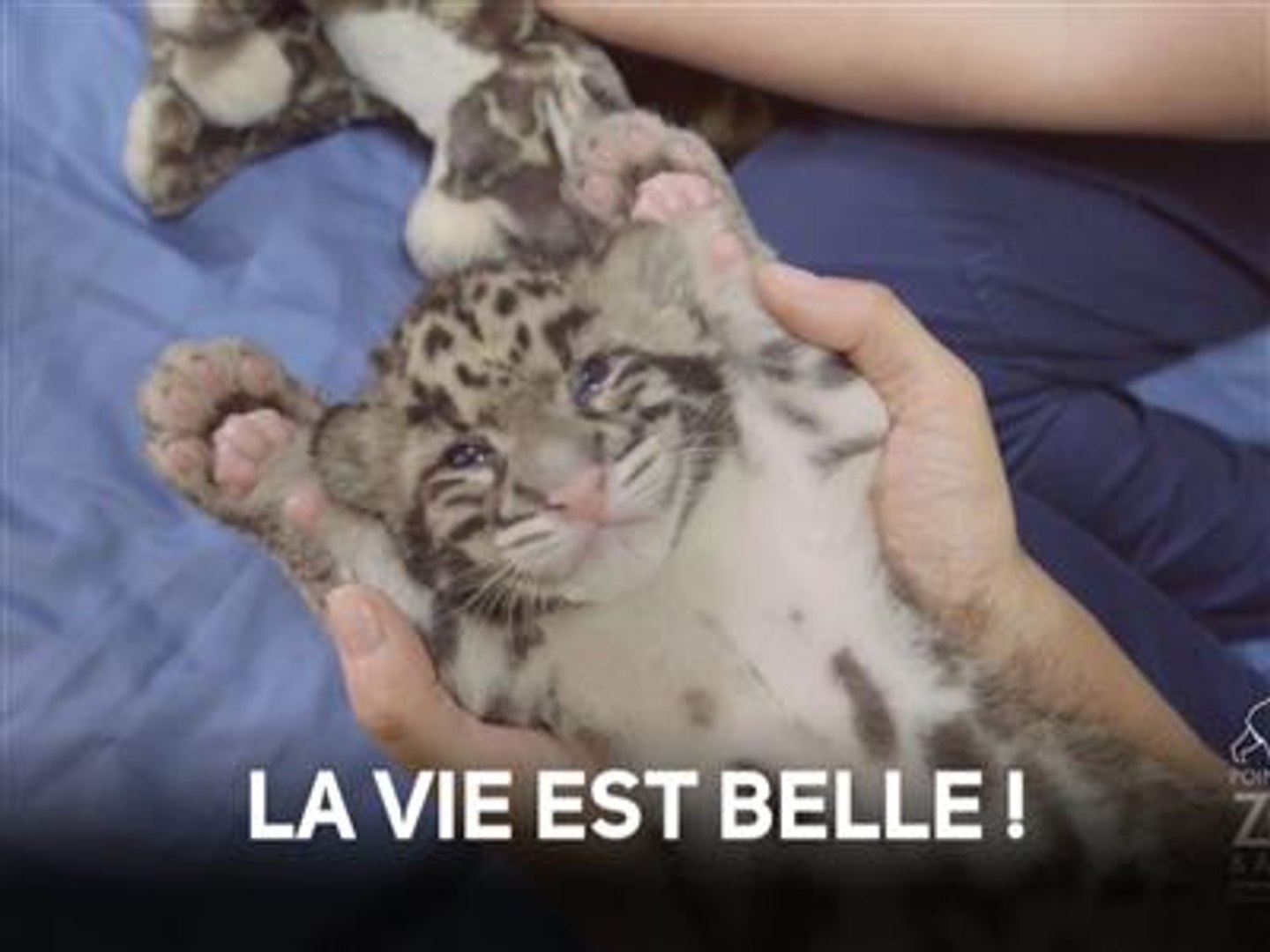 Instant Meugnon Ce Bebe Leopard Adore Etre Dorlote Video Dailymotion