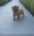 Un cachorro de león nos regala su mejor rugido