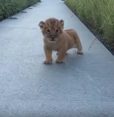 Lion cub gives his best roar.