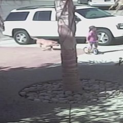Um gato heroico salva uma criança do ataque de um cachorro