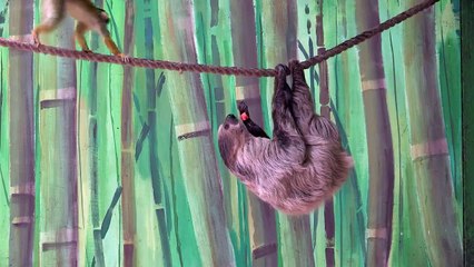 Un singe vole le fruit d'un paresseux