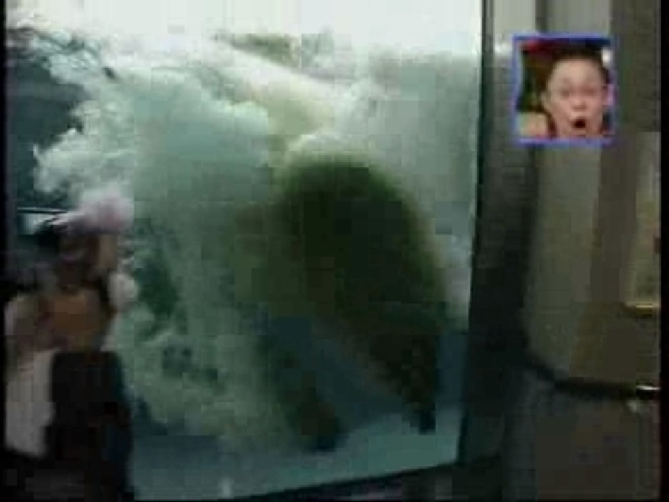 Ours polaire et phoque