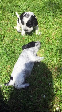 Mozart et Madame Bovary...