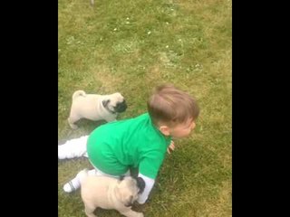 Cute Baby Followed by His Pug Posse