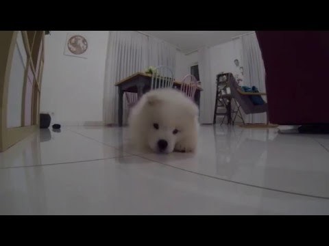 Super Cute Samoyed Pup Tries to Bite Own Tail