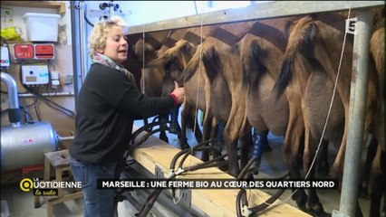 Marseille : une ferme bio au cœur des quartiers Nord