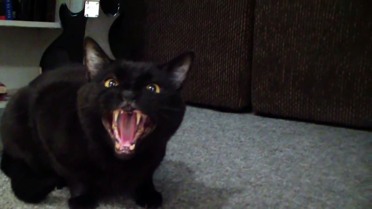 Incredible Singing Cat