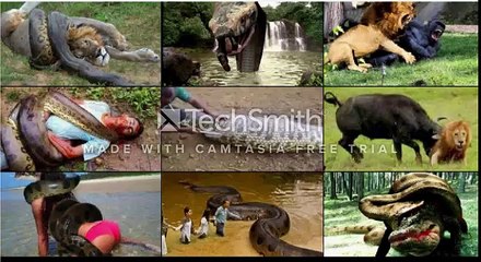 Best the most beautiful and most powerful moments of predation in the world of animals