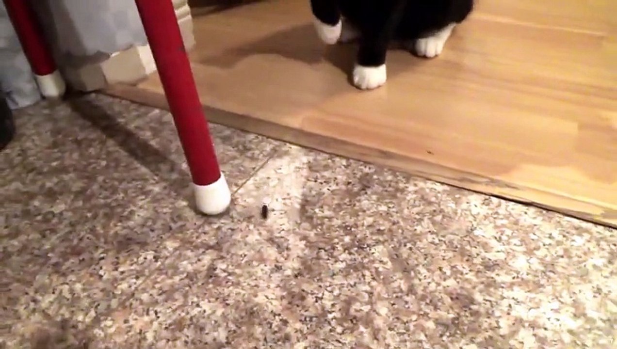Cat vs Ant - Face Off in Showdown