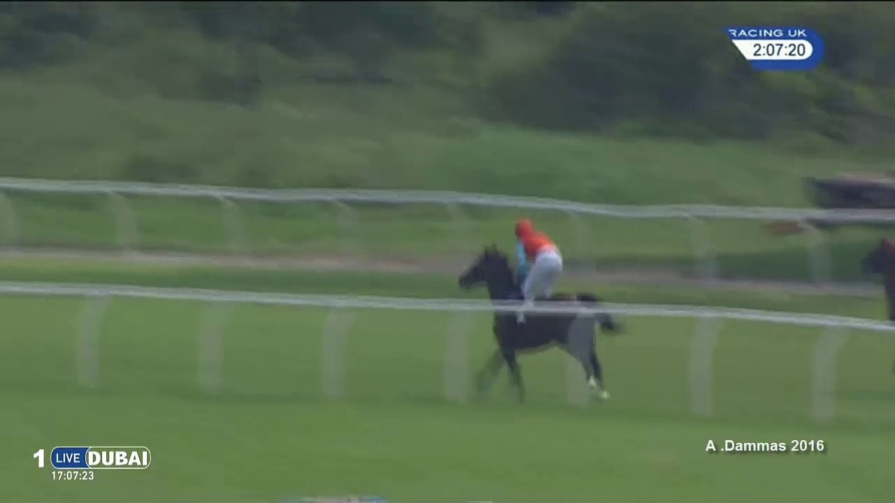 Cunco - frist race of frankel son - newbury 2016