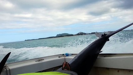 Il se fait transpercer la jambe par un marlin
