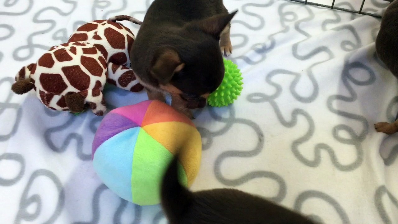 Chiots chihuahua poils court chocolat et tan du Domaine des Cassanos