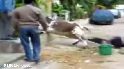 funny videos ox animals bull very funny compilation