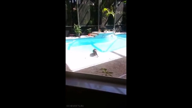 Il fait une vilaine blague à son chat... Le pauvre