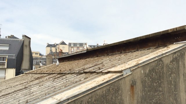 Stérilisation des œufs de goélands