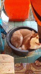 Siberian Husky Dog Chills Out