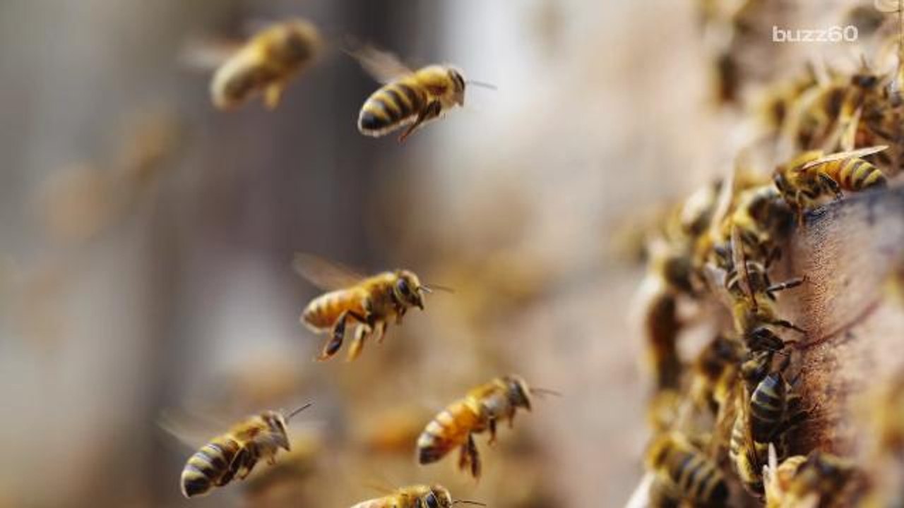 250,000 Bees Welcome to Stay at San Francisco H...