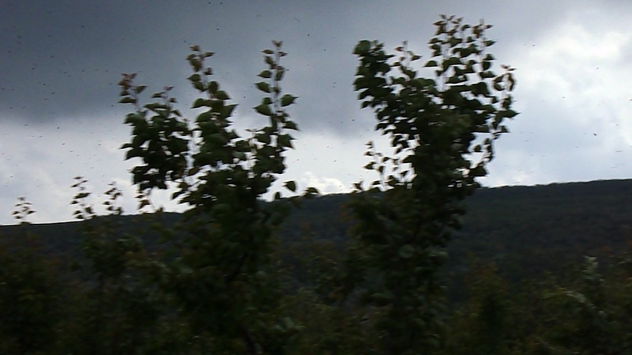 Cules de salcam printre reprizele de ploaie