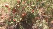 Rajkot Dhoraji Vadodar Pomegranate Farming Demonstarted