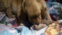 Nacimiento 10 cachorros Golden Retriever.mp4