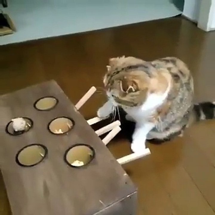 Un chat très perplexe devant son jeu de la taupe
