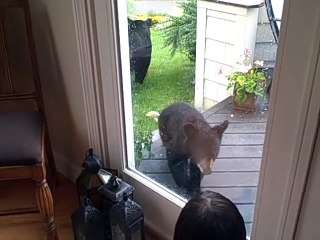 Curious baby bear comes to visit kitty!